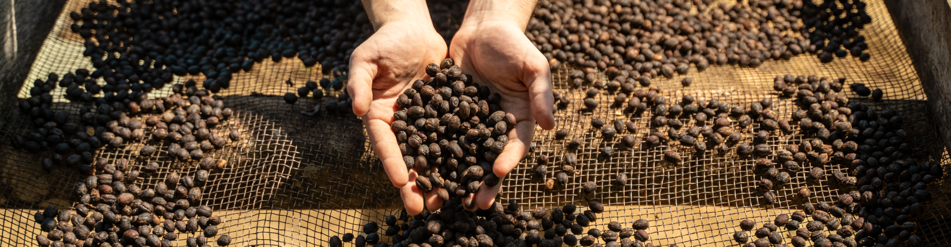 Descubre los secretos del proceso de café natural con Vívolo